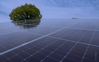 Der Liberalismus nach der Transformation